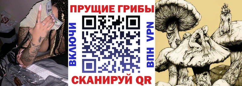 Купить где  Карабулак  Псилоцибиновые грибы Cubensis 